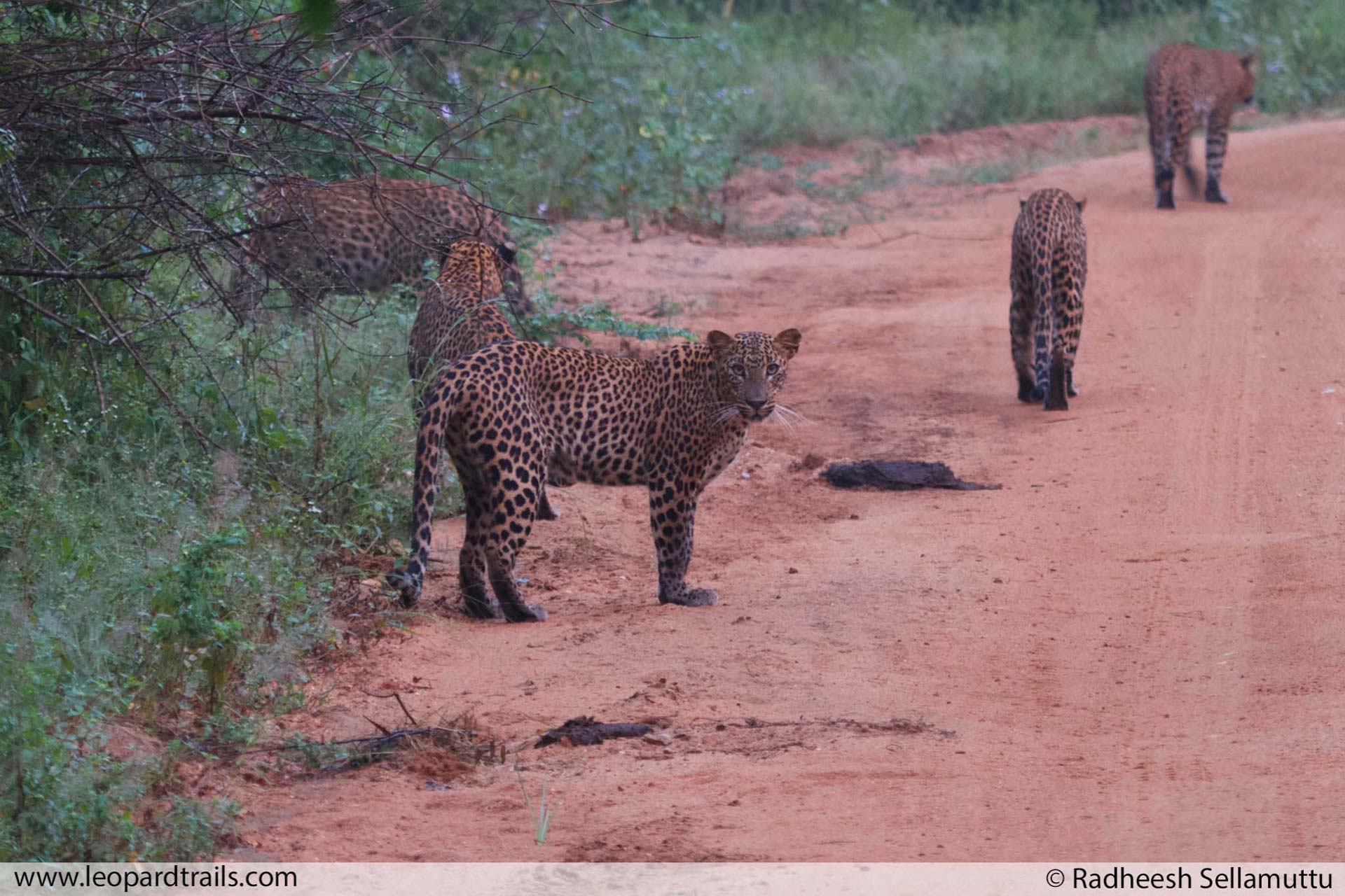 sri lanka wildlife tourism