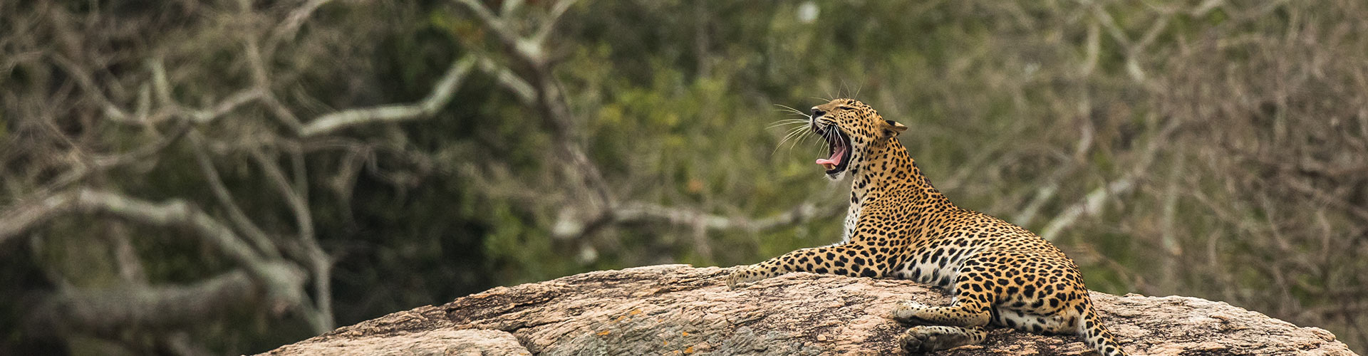 sri lanka wildlife tourism