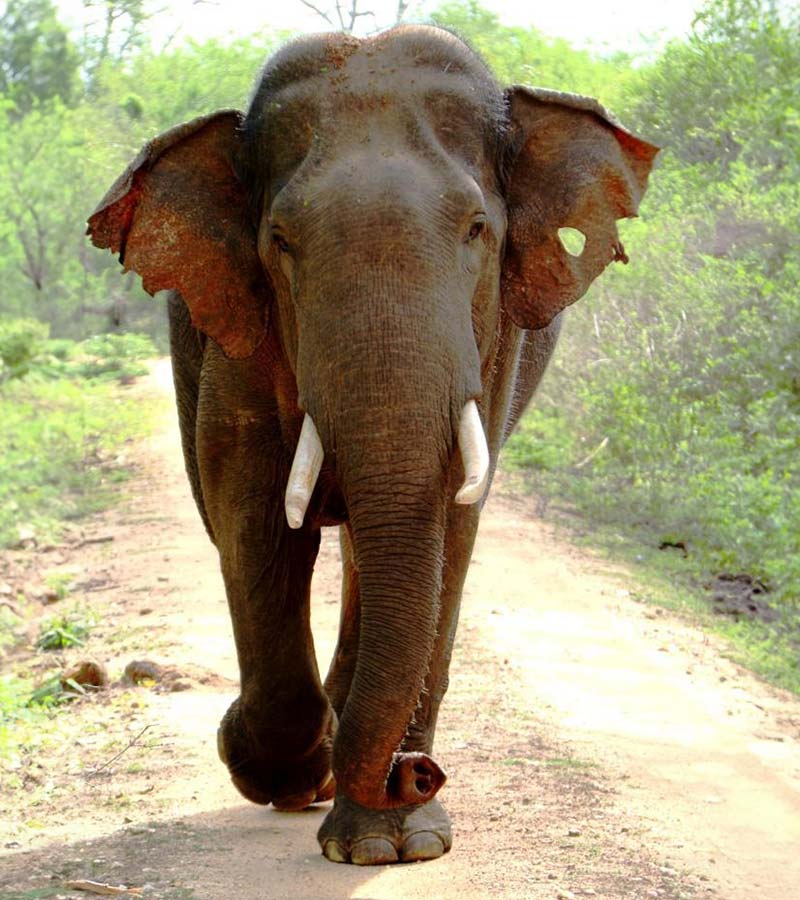 Wild Elephant in Sri Lanka