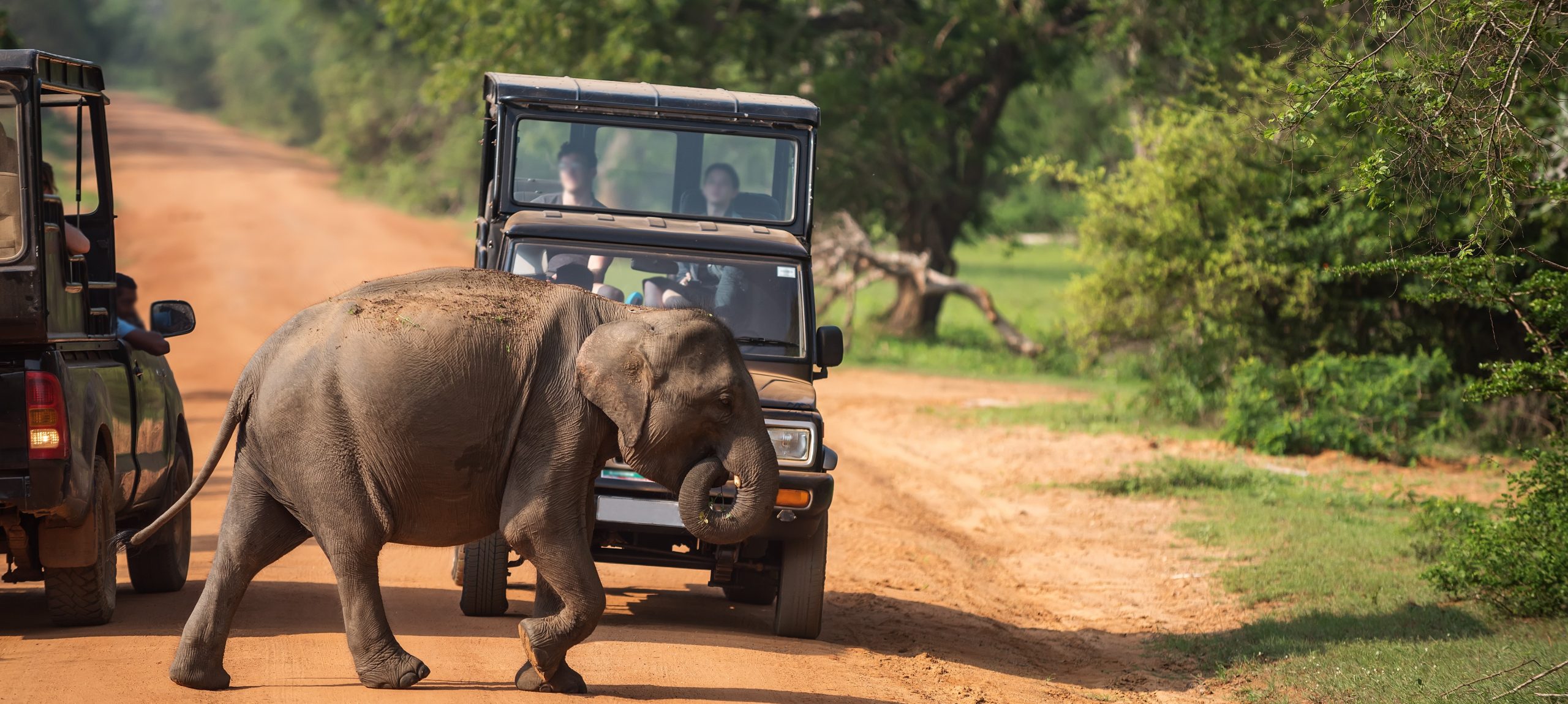 Visitor Management and Overcrowding at Yala National Park